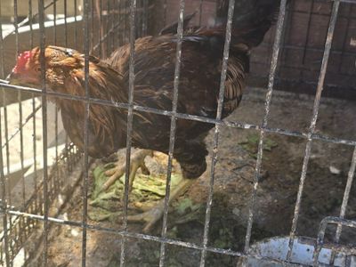 asil rooster