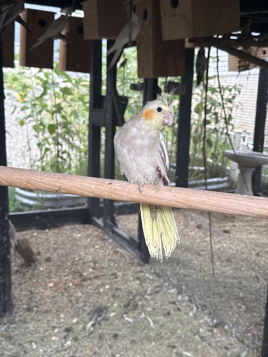 Cockatiel