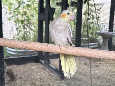 Cockatiel