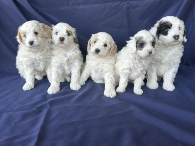 Mini Golden AussieDoodle