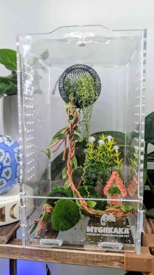 Male juvenile bold jumping spider+ ENCLOSURE with accessories