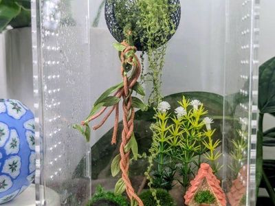 Male juvenile bold jumping spider+ ENCLOSURE with accessories