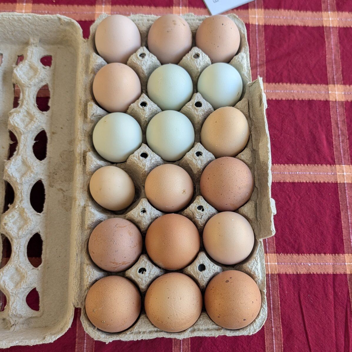 Fresh organic chicken eggs