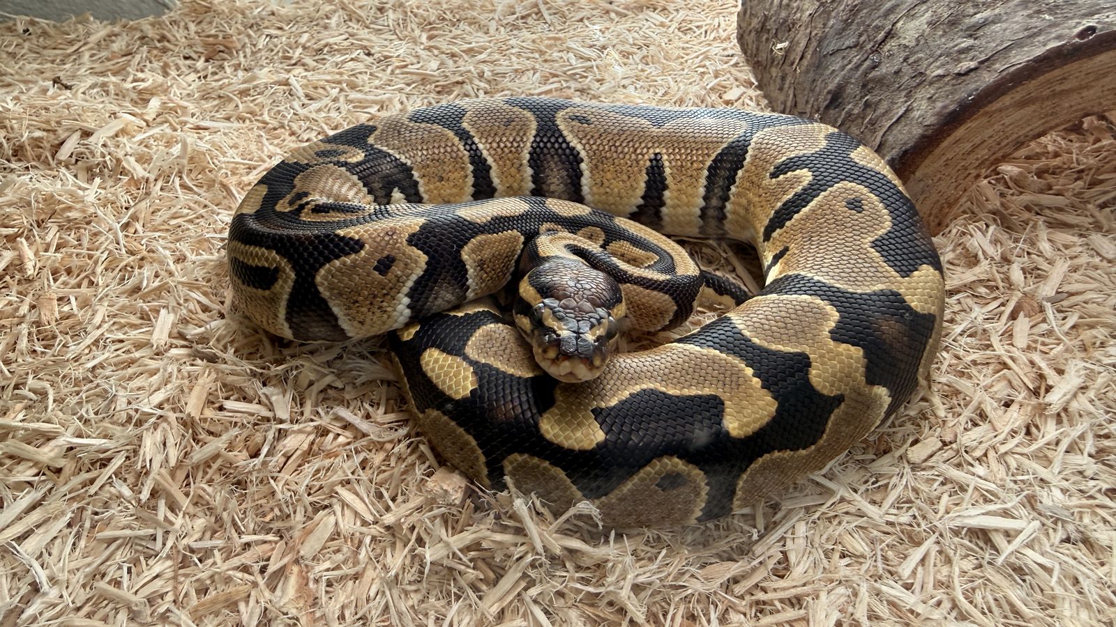 Bright Colored Baby Ball Python