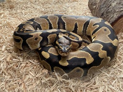 Bright Colored Baby Ball Python