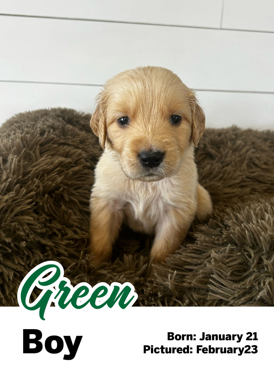 Golden Retriever puppy "Green boy"