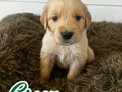 Golden Retriever puppy "Green boy"