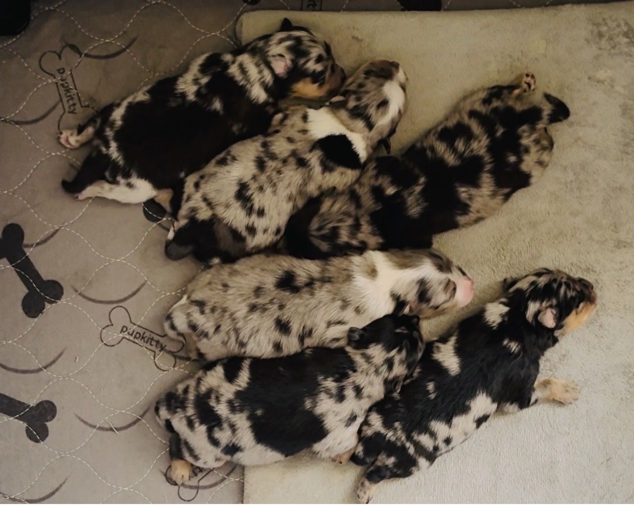Blue Merle Pomeranian Puppies