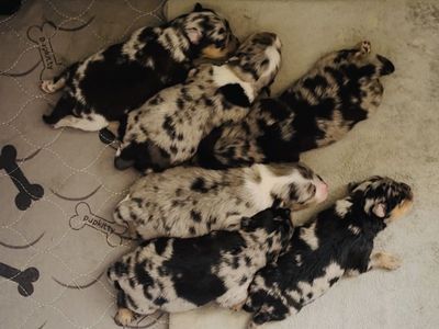 Blue Merle Pomeranian Puppies