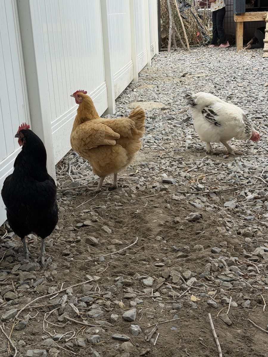 Chickens
