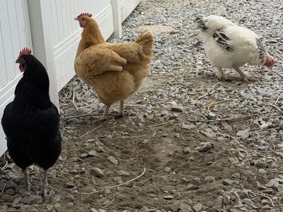 Chickens