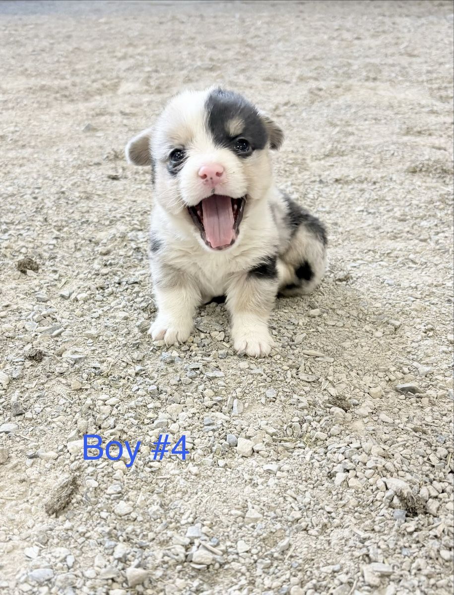 American Corgi Puppies