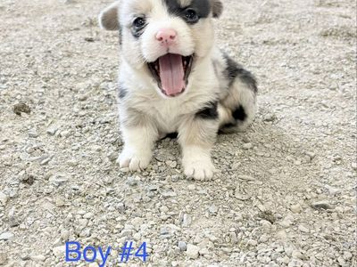 American Corgi Puppies