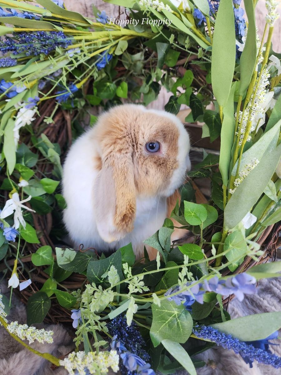 Heavily Marked VM Blue Fawn Harlequin Holland Lop
