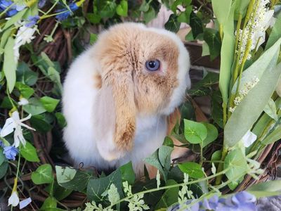 Heavily Marked VM Blue Fawn Harlequin Holland Lop