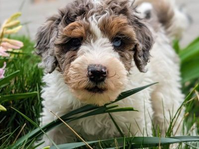 Stunning Merle Tri Mini Labradoodle Boy, Family Raised