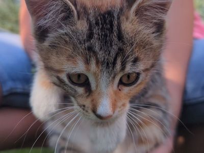 8 week old kitten