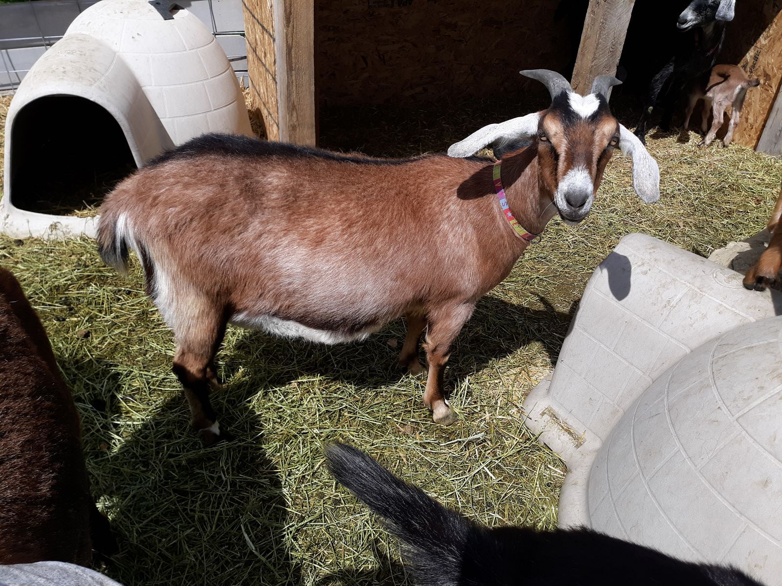 Alpine / Nubian pregnant dairy milk goat due June 10th