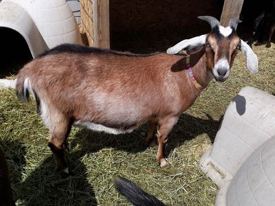 Alpine / Nubian pregnant dairy milk goat due June 10th