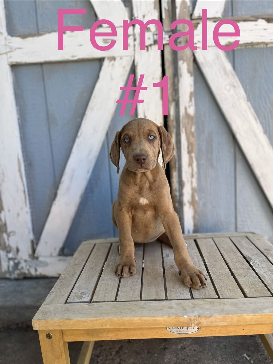 Labrador, German Shorthair Pointer, Leopard Catahoula mix puppies