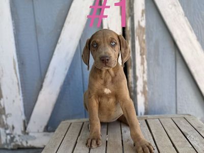 Labrador, German Shorthair Pointer, Leopard Catahoula mix puppies