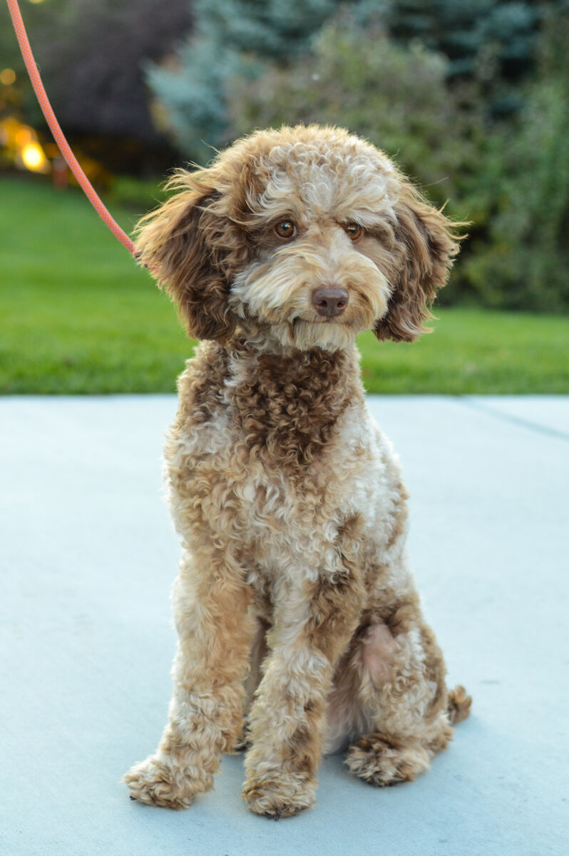 AKC Chocolate Merle Poodle 11.8lbs 13 inches Health Tested