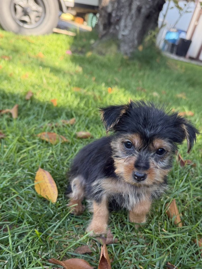 Yorkshire Terrier (Yorkie) Puppies Yorkies pups | Dogs | KSL Classifieds
