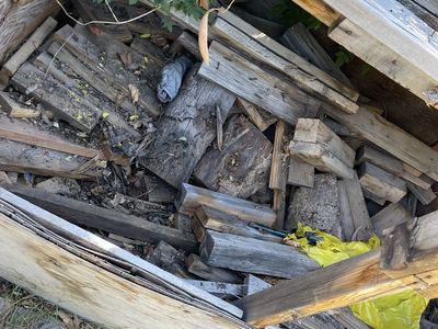 FREE WOOD