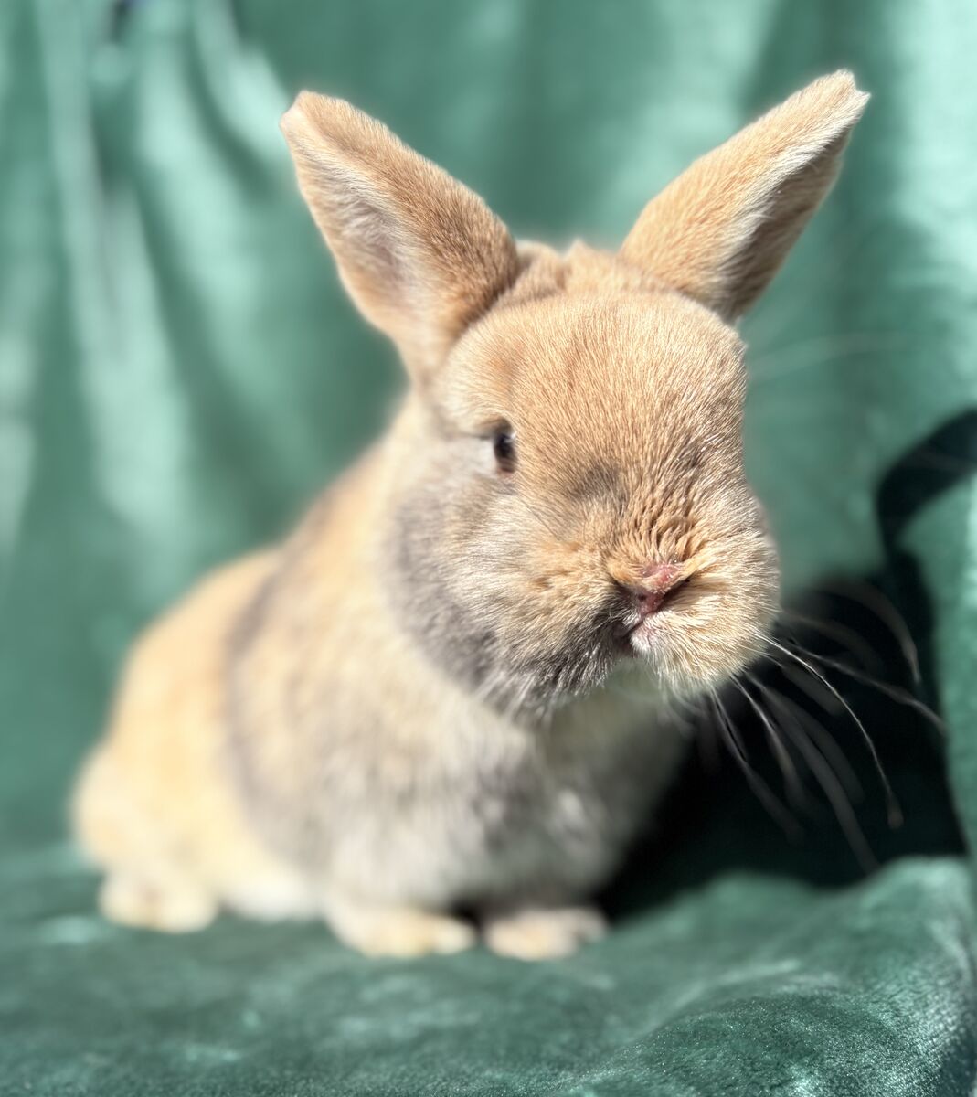 Found Bunny - he Needs A New Home