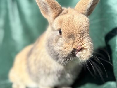 Found Bunny - he Needs A New Home