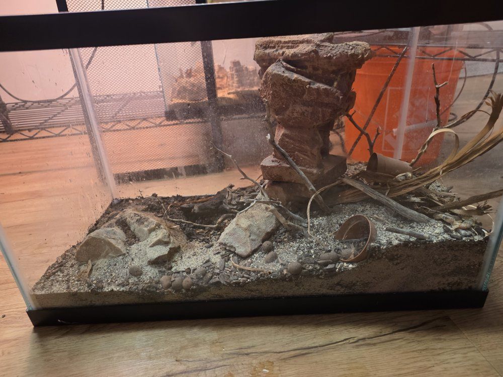 Stenodactylus sthenodactylus, (elegant dune gecko) and enclosure.