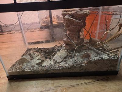 Stenodactylus sthenodactylus, (elegant dune gecko) and enclosure.