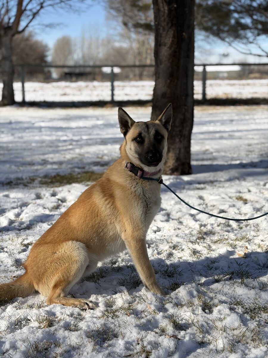 Jett two year old Mal mix