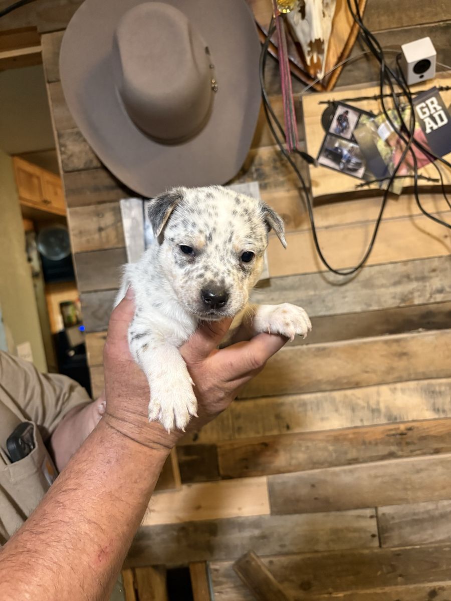 heeler puppies