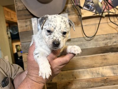 heeler puppies