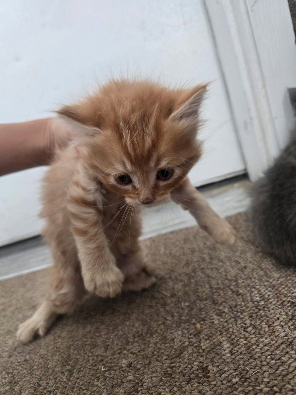 Adorable Cream/Orange Tabby Kittens - Ready for Their Forever Homes!