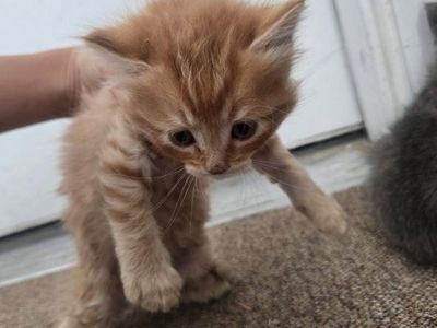 Adorable Cream/Orange Tabby Kittens - Ready for Their Forever Homes!