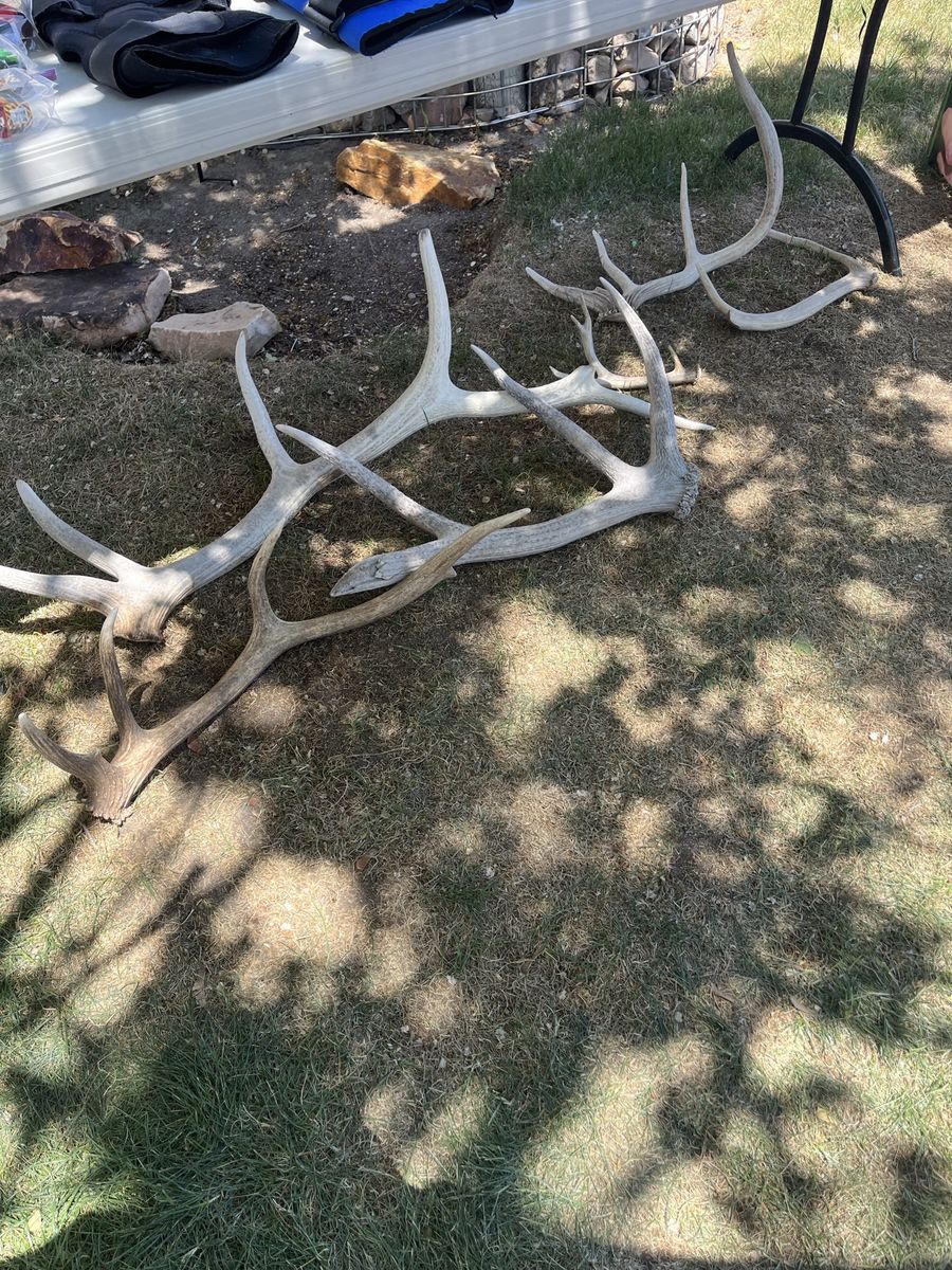 Antlers for sale