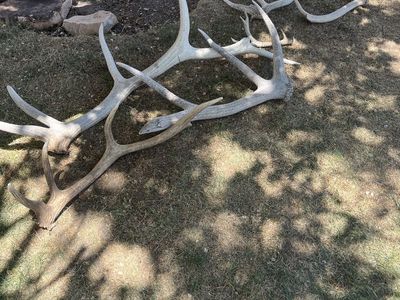 Antlers for sale
