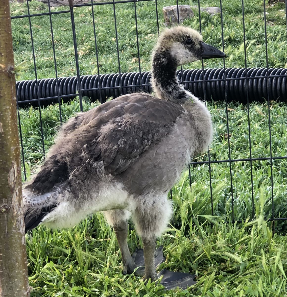 Canada goose