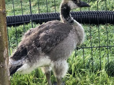 Canada goose