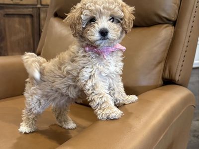 Adorable Poochon-Bichon Frise-Toy Poodle, doodle, ready now