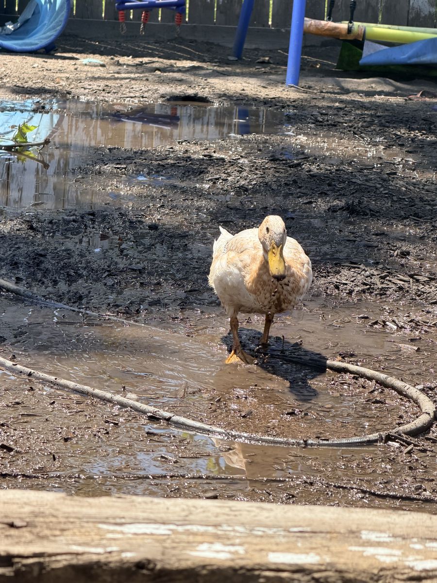 White & fawn runner/buff duck mix DRAKES