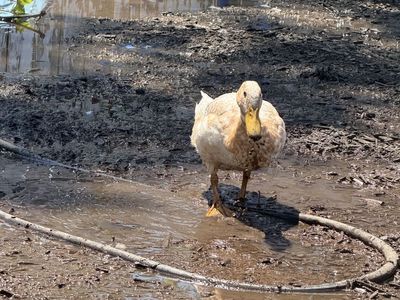 White & fawn runner/buff duck mix DRAKES
