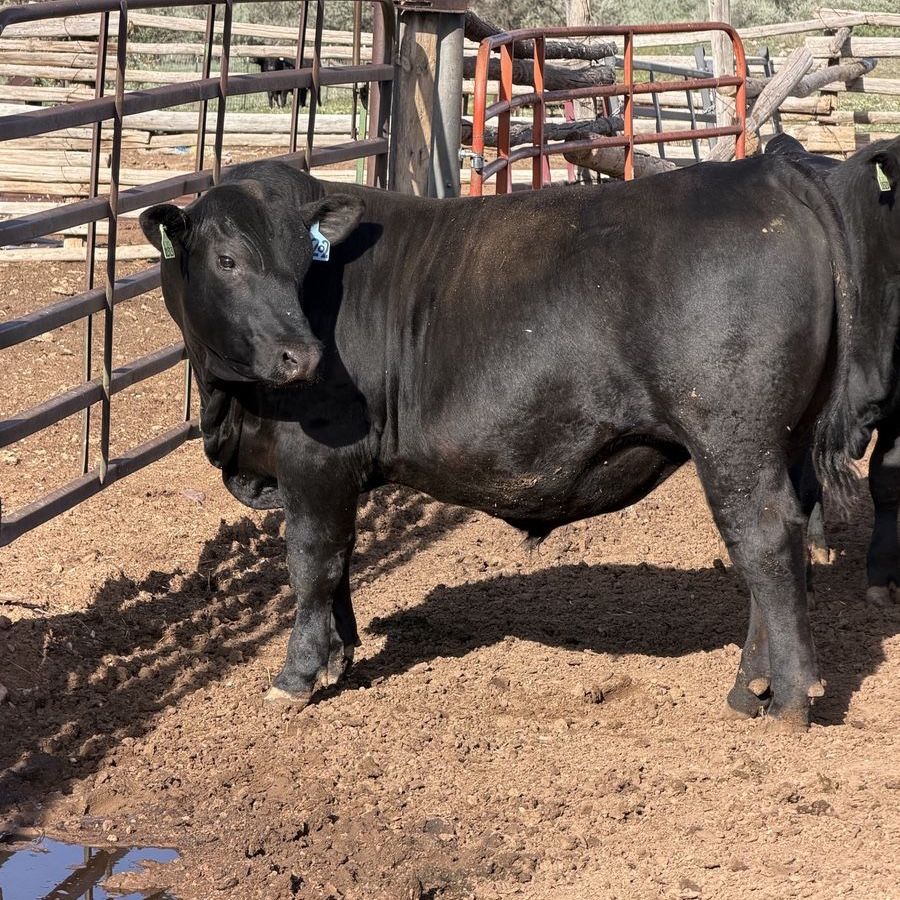 Registered Black Angus Bulls