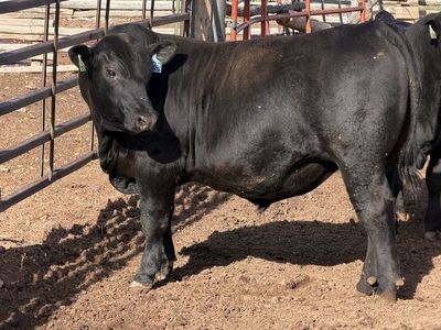 Registered Black Angus Bulls