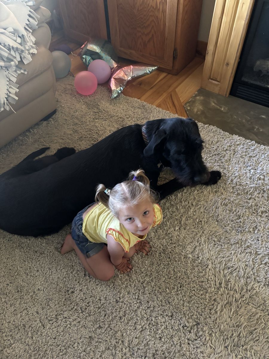 Giant schnauzer / Great Dane
