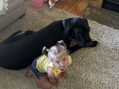 Giant schnauzer / Great Dane