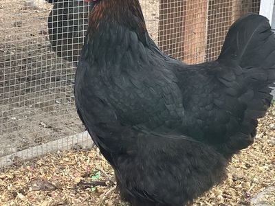 Two hens for sale!