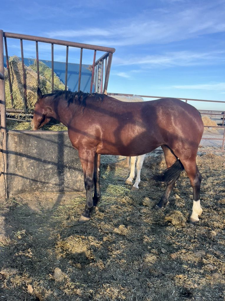 Aqha 3 Year Old Bay Filly